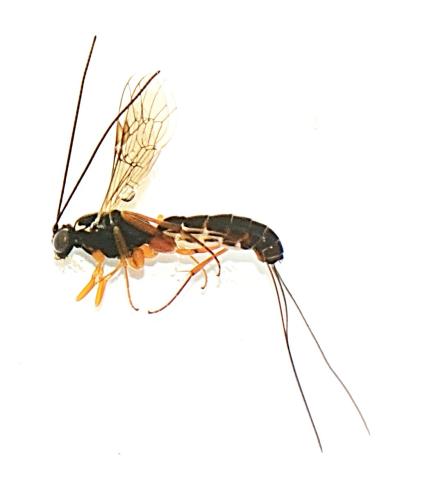 Lissonota sp.